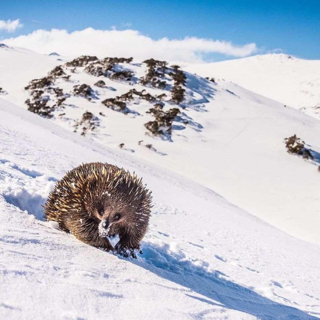 オーストラリアに冬到来❄️雪山で遊んでいる野生動物の写真をお届けします😉 ニューサウスウェールズ州 @visitnsw のスノーウィー・マウンテンズ @snowymountainsnsw では、ウォンバットやカンガルー、ハリモグラたちが雪を満喫中！

Photo : via IG/charlesdavisphotography