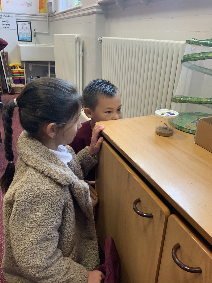 ABCPschool's tweet image. #Class2S couldn’t believe how much the caterpillars have grown over the weekend! 🐛 #ABScience #Observations #LifeCycles