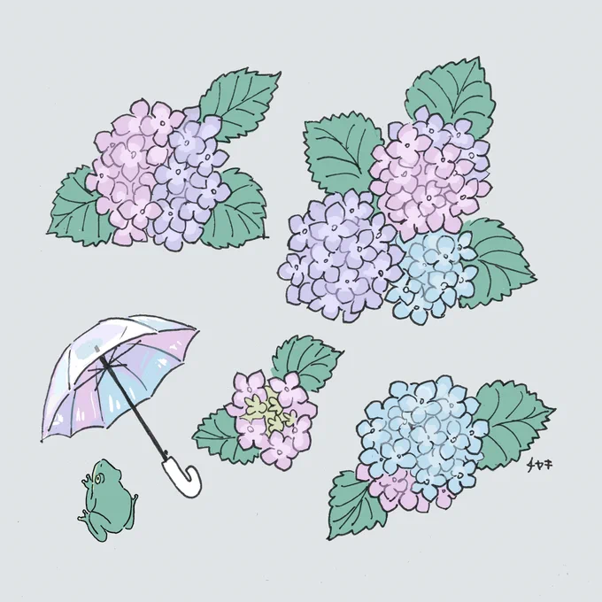 あじさい 