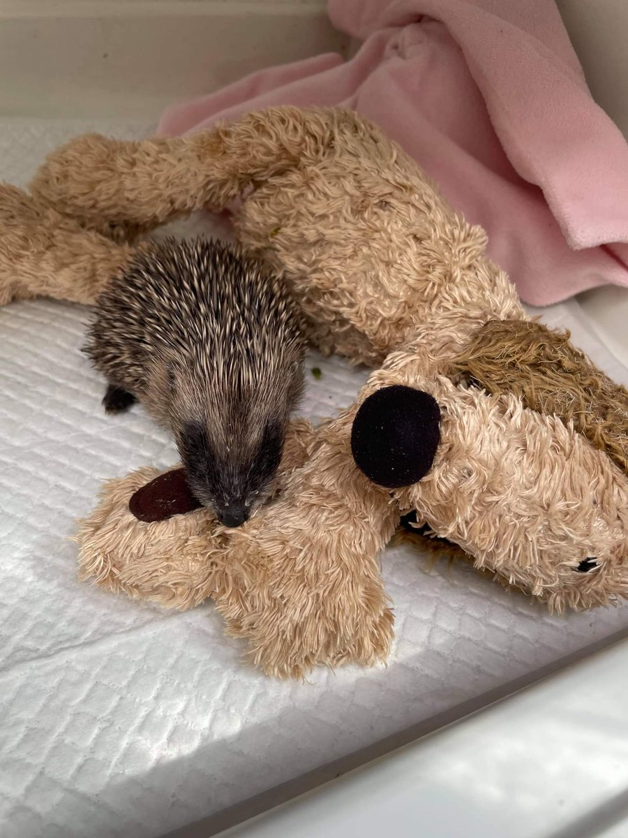 Happy #SuffolkDay from our #Suffolk #hedgehog rescue. Here is one of our rescue hoglets with cuddly toy for comfort #MondayMotivaton