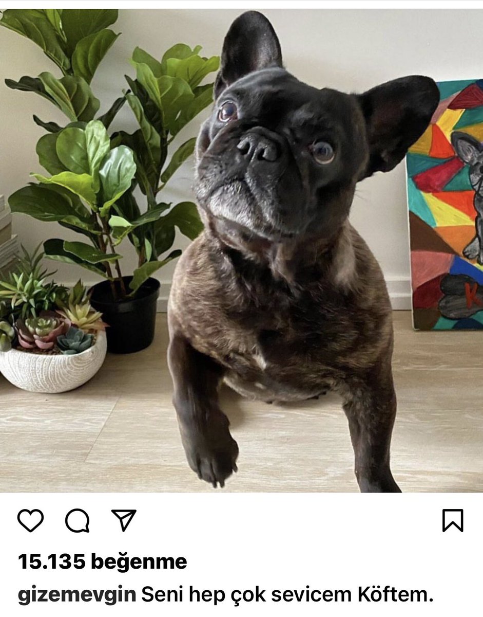 s_hablemitoglu's tweet image. Instagram hesabında can dostunu uçağın kargosundan ölü olarak teslim alan bir @TK_TR yolcusunun paylaşımı. Bu durum için hiç bir bahane üretilemez. İnsanları bu duruma düşürmeyin. Ödüllü havayolu. Böyle kurumsallık olur mu?..