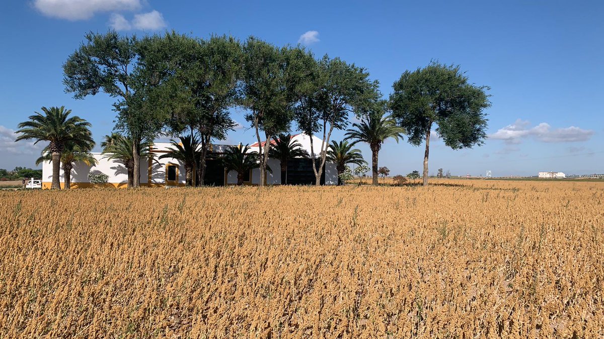 CuadernoAgrario's tweet photo. 📹📸Nos encontramos grabando #quinoa en #Marchena con @ASAJASEVILLA https://t.co/TA7lov95Ak