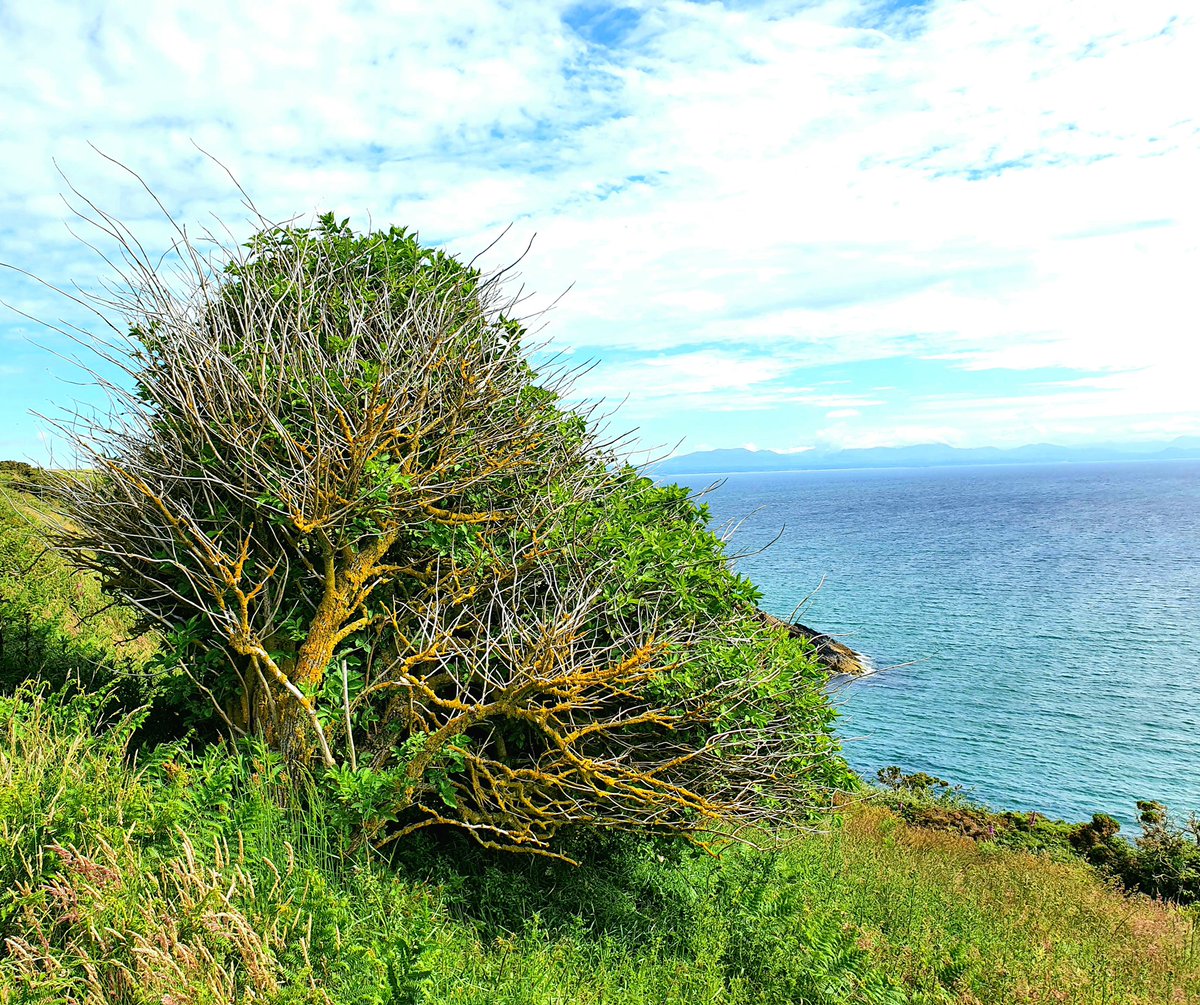 WriterRDavid's tweet image. Weather blasted tree over St Tudwal's Roads, Lleyn. And all for the view. 🌊🏴󠁧󠁢󠁷󠁬󠁳󠁿

#wales #authorlife #sea #nature