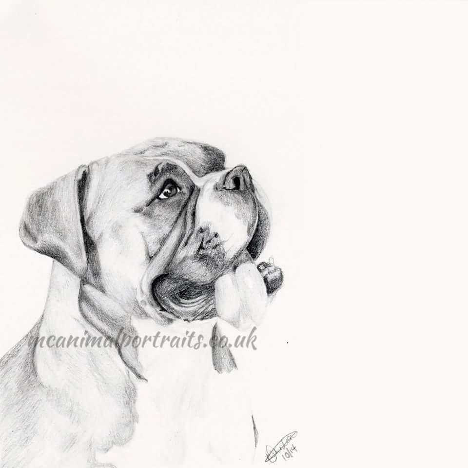 MCPortraits's tweet photo. Today is the day of the dog! 🐶
Here's some of the perfect pooches I've enjoyed drawing!
What's your favourite breed of dog?

🌍 https://t.co/9XardbnI4j
📧 mcanimalportraits@hotmail.co.uk 

#mcanimalportraits #dogportraits #dogsoftwitter #boxerdog #staffy https://t.co/shLhQWsiBU