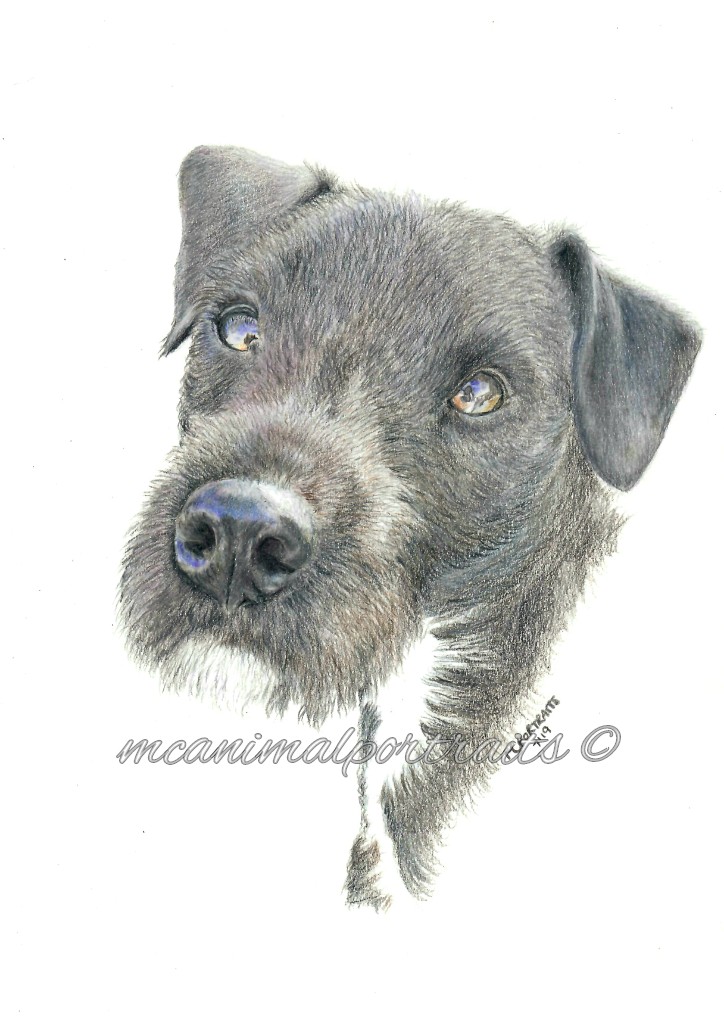 MCPortraits's tweet photo. Today is the day of the dog! 🐶
Here's some of the perfect pooches I've enjoyed drawing!
What's your favourite breed of dog?

🌍 https://t.co/9XardbnI4j
📧 mcanimalportraits@hotmail.co.uk 

#mcanimalportraits #dogportraits #dogsoftwitter #boxerdog #staffy https://t.co/shLhQWsiBU