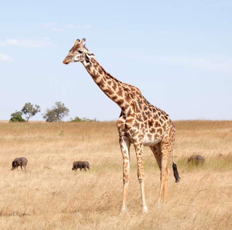 KuoniMetro's tweet photo. 🦒🦒 Happy World Giraffe Day 🦒🦒

If seeing these amazing animals is on your bucket list, the question is where do you go? 
The tallest animal is celebrated on the longest day of the year .... don't just dream - speak to an expert in store for advice 🦒 https://t.co/uFdmC6Z7Yj