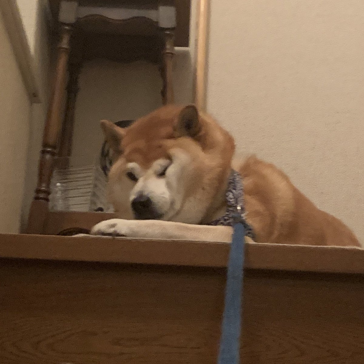 ウブヤマ 散歩拒否犬ほんと可愛い