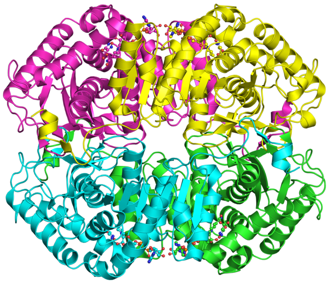 complexportal's tweet photo. #CotM: L-lactate dehydrogenase complexes catalyzes the NAD(H)-dependent interconversion of lactate and pyruvate. While the A- and C-types preferentially converts pyruvate to lactate the B-type preferentially converts lactate to pyruvate.
https://t.co/fYxBgfTQym
Structure: #1t2f https://t.co/5MZGJXsWBg