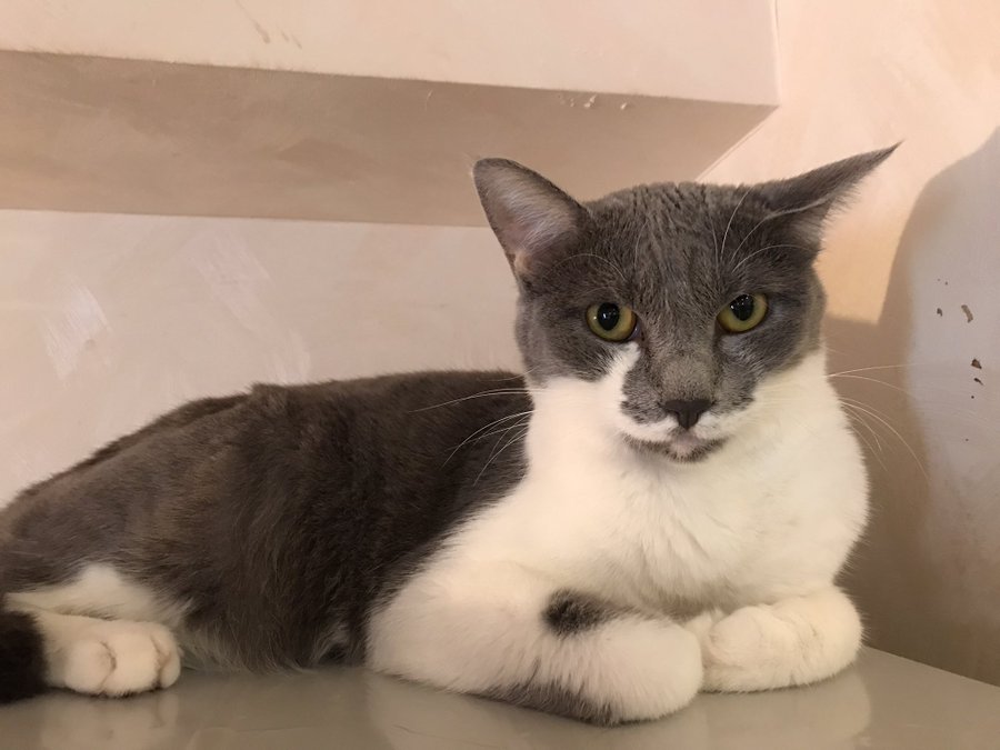 22年版 神奈川県でおすすめの猫カフェ選 横浜 川崎以外 猫カフェナビ