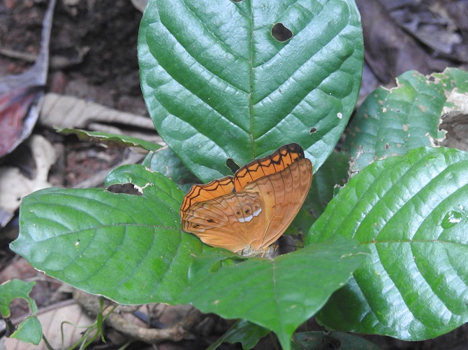 AriyikeTours's tweet photo. A very cool Monday from this beautiful butterfly that seems to be relaxing in the midst of leaves, shot by @Ojonugw28885283.
Visit link to read more about "The Blotched Leopard" -

https://t.co/cpLwdTevgs https://t.co/jxswb4Tl5L