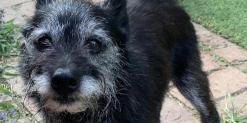 Are you looking for a small dog who is cat-savy? Look no further! Care Bear is a 9 year old Terrier mix looking for an energetic owner who will help him live his best life. Check him out at sc4paws.org and apply today!