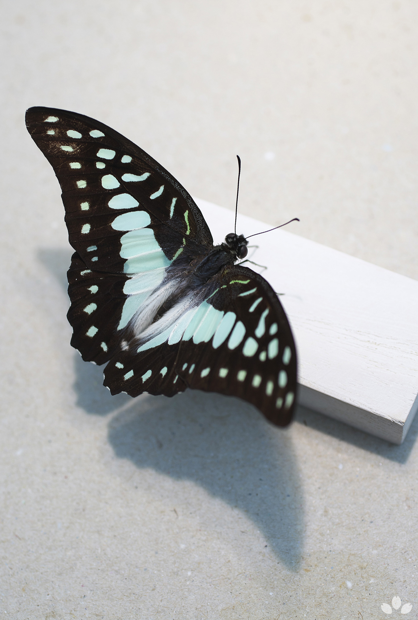 山﨑理 Yamazaki Osamu ミカドアゲハの標本です アオスジアゲハに似ていますが翅の模様や形が少し違います ミカドの方が水色が淡く 翅が丸みを帯びていて可愛らしい印象です Specimen Of Graphium Doson Eurypylus 立体展翅 Butterflyspecimen