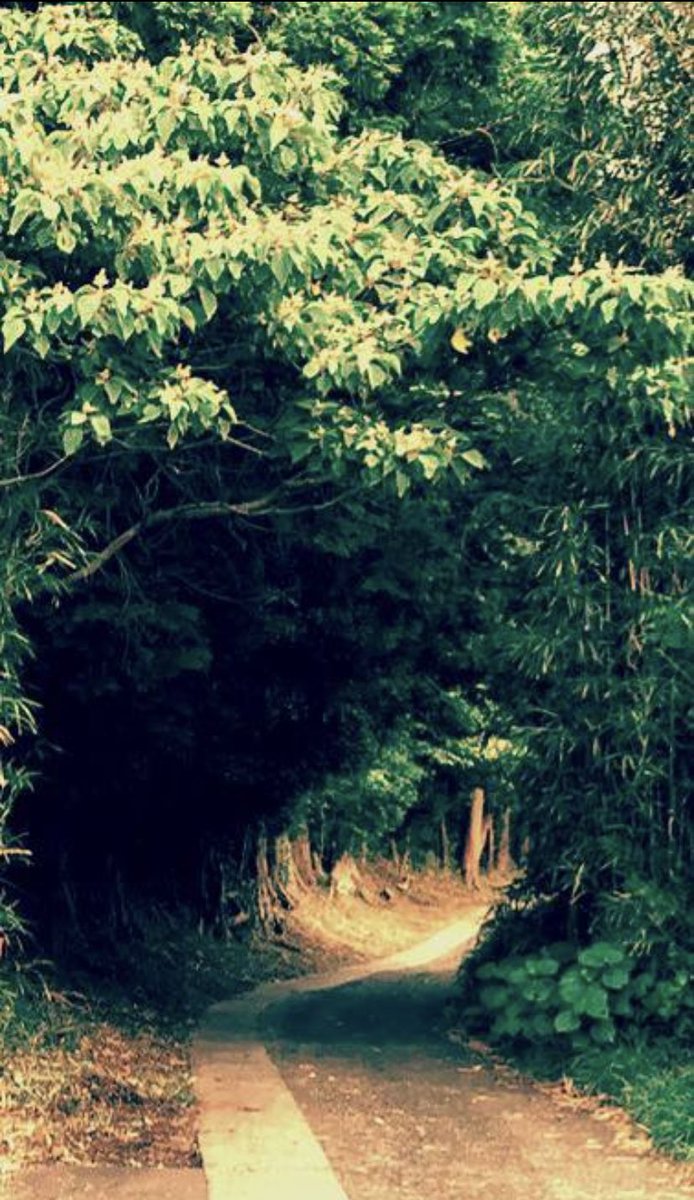 R Cf キャンプ場 R R C Fキャンプ場への入り口が こんなにステキになりました 今日の伊東市晴れて よかった キャンプ場へのトンネル ステキ