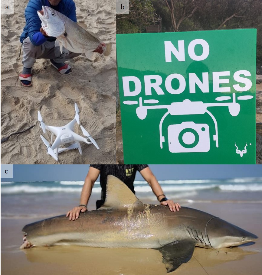 Just out in Ambio: The emergence of marine recreational drone fishing: Regional trends and emerging concerns. Highlighting the potential concerns associated with the use of drones in marine recreational fisheries links.springernature.com/f/a/nQy__OFgSx…