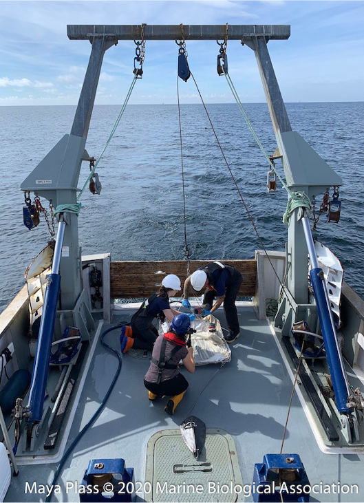 thembauk's tweet image. Today we are onboard @mba_rv for #OceanSamplingDay2021 coordinated by the @EMBRC_EU led @ASSEMBLE_Plus project. Marine microbiologists worldwide are sampling surface waters on the same day! DNA from the samples will be sequenced to assess the diversity of the #marine #microbiome