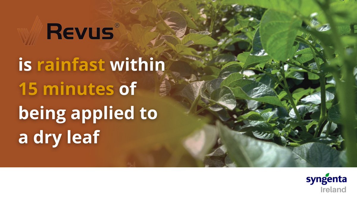SyngentaIrl's tweet image. Better blight protection with REVUS!🥔  

Current weather is conducive to potato blight. Effective season-long control is a key priority. REVUS is proven as a leading fungicide during rapid canopy and full canopy. Learn more: bit.ly/2CfSMVl

#Tillage #PotatoBlight