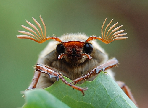 It's #NationalInsectWeek! Every day we will be sharing some incredible insect facts and information on how you can help the small things that run the world.

Let's take a closer look at Cockchafers! Or perhaps you know them as May bug or Billy-witch? 🪲
buglife.org.uk/bugs/bug-direc…