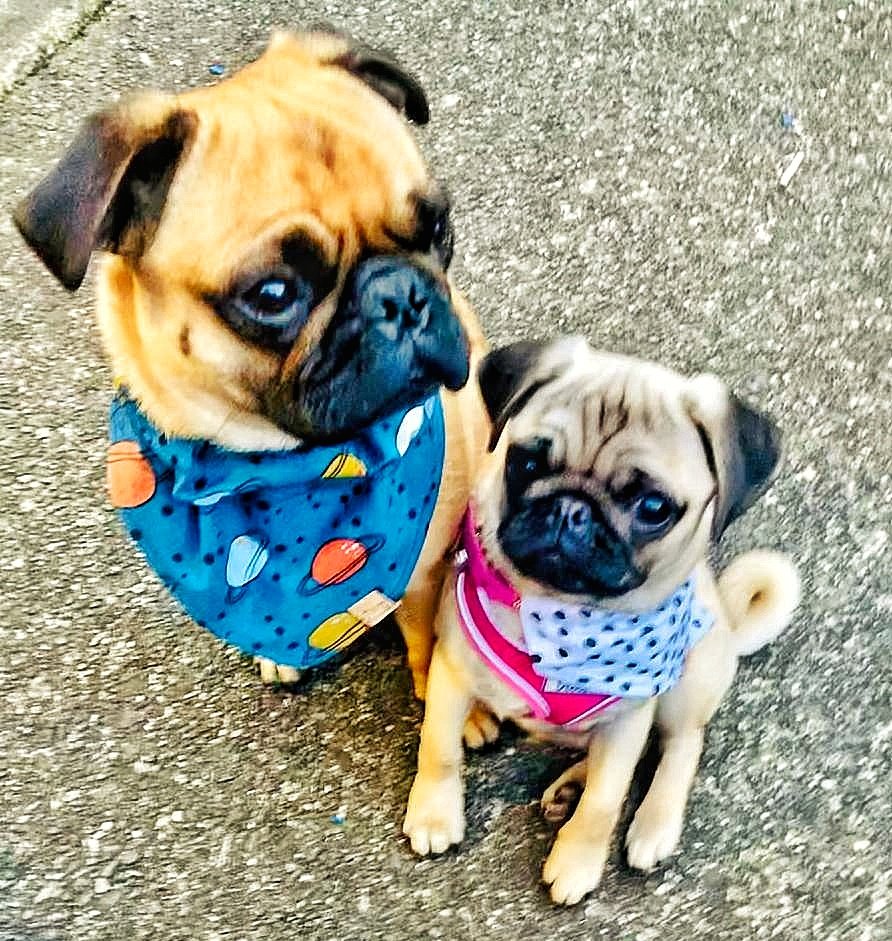 KCBKerry's tweet photo. #TeamKerry are sporting big #SITESmiles after receiving the most wonderfully thoughtful #RandomActsOfSITEness from our dear friends at @Shannon_Region! It was #rainbows & #Sustainability themed gifts for @Becky_KCB & the cutest dog bandanas for our mascots Harvey & Phoebe 💚 ☘ https://t.co/eyUnRZSfdQ
