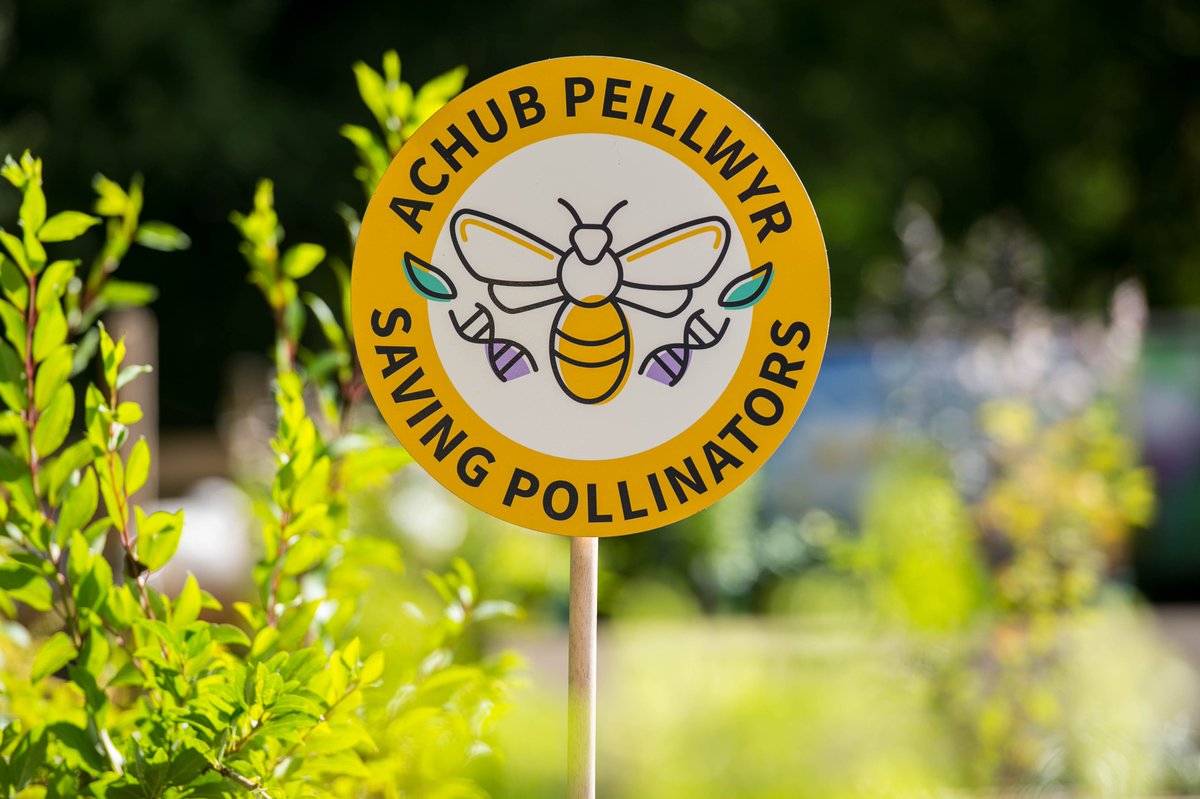 GTFCymru's tweet photo. We’re #SavingPollinators – and so can you! 🐝🦋

Our Saving Pollinators Assurance Scheme will help you be more kind to #pollinators and the planet – and is all backed by the research work of the brilliant Science Team at @walesbotanic

Find out more here - https://t.co/h8CyxWmYyK https://t.co/qod90mOVsn