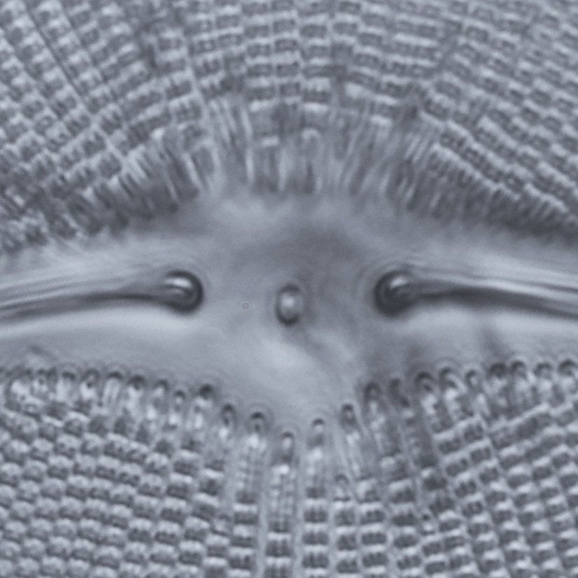 pd9hakmt's tweet photo. クチビケイソウに見つめられたような気がして…。
#diatom #microscope #珪藻 #顕微鏡 #cymbella https://t.co/TTyH6IIiPx
