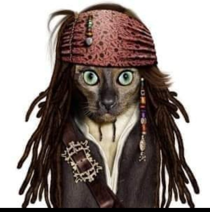 Capitán Cat Sparrow