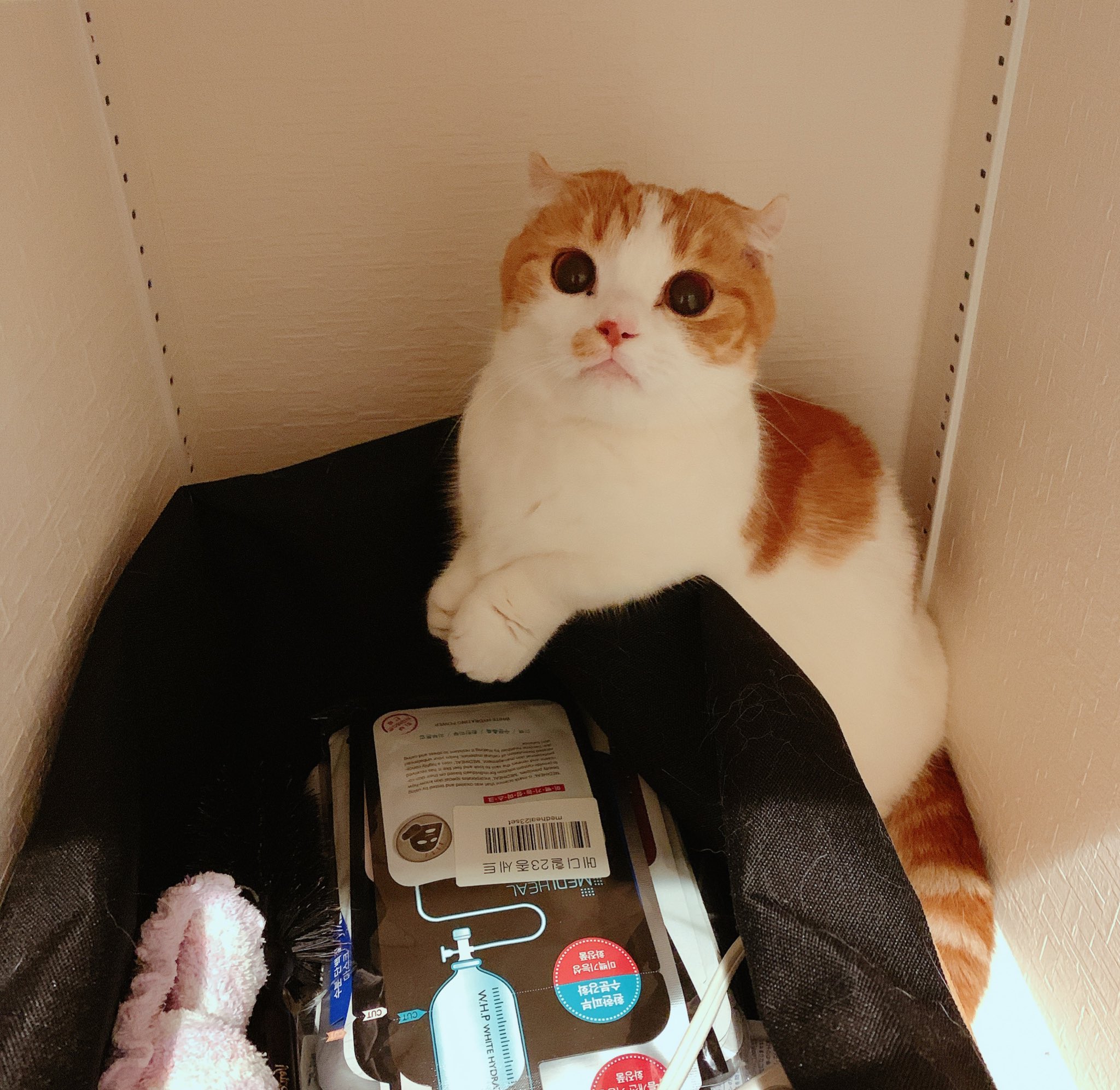 リリィきなこ マンチカン お目目くりくりのきなこさん Snowで撮ったみたいなにゃんこ 猫 マンチカン スコティッシュフォールド かわいい T Co Ysvqeiqvzc Twitter