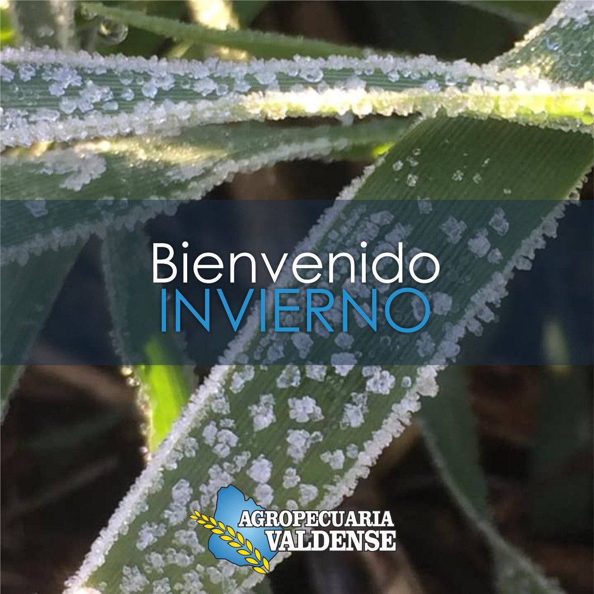 Agropecuaria Valdense tweet media