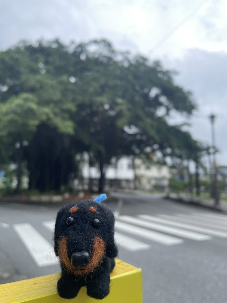 永遠の地主さん 最近instagramとかで話題になってる 名護 の パワースポット ひんぷんガジュマル みなさんにもご利益ありますように ヒンプンガジュマル かじまる 人気あるのはわかるけど 路駐はやめようね 永遠の地主さん 最近instagramとかで話題になってる 名護 の パワースポット ひんぷんガジュマル みなさんにもご利益ありますように ヒンプンガジュマル かじまる 人気あるのはわかるけど 路駐はやめようね