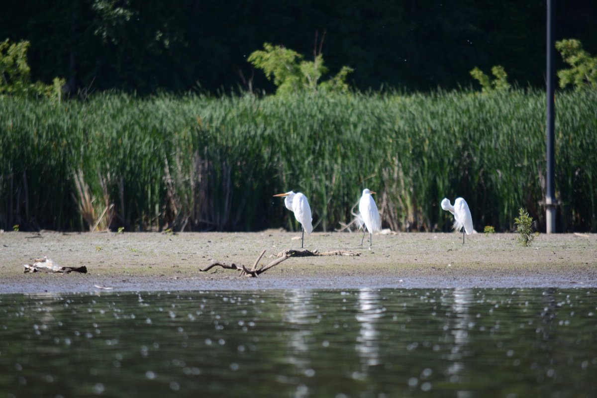 Riverside water cooler 

#photography 
#birdphotography 
#naturephotography