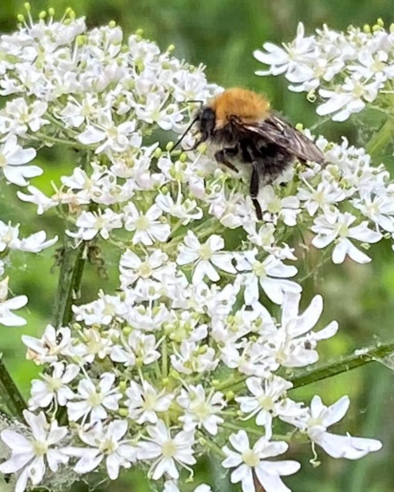 enterpriseali's tweet photo. We are wanting to set up a community garden group 🌿🪴🌷 would you be interested in joining?  Choose your commitment 🌳 weekly or monthly 🤔 pm please https://t.co/f6nwQ7hIGr