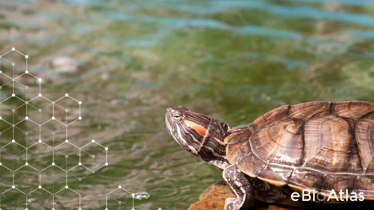 ebioatlas's tweet photo. Time is running out for nature! That’s why @IUCN and @NatureMetrics are launching one of the most comprehensive biodiversity studies of freshwater habitats, harnessing our innovative eDNA technology to help us understand and protect wildlife from extinction.
#eBioAtlas https://t.co/8lTKjHY6ZW