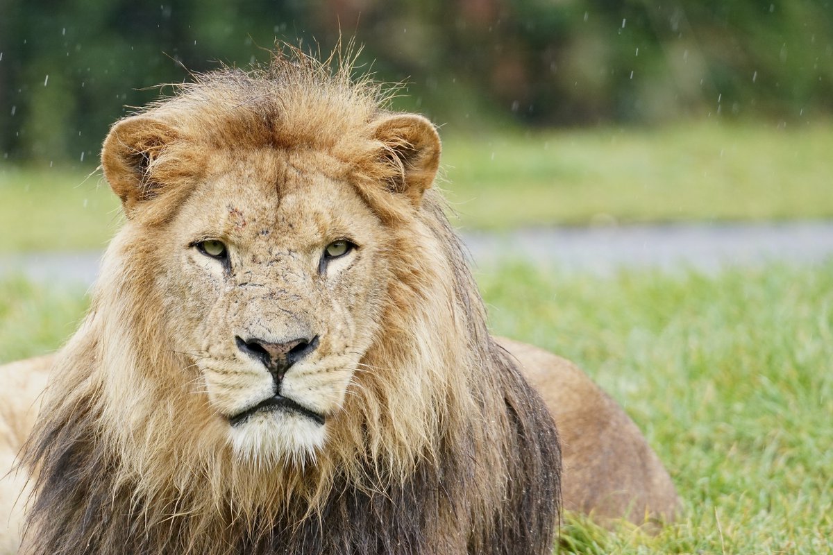 VisitWiltshire's tweet photo. This summer, #EscapeTheEveryday at @Longleat ➡️ https://t.co/fagDR0eDJb

Watch Rhesus monkeys clamber over cars | See big cats, hyenas &amp; wolves up close | Walk with the meerkats | Throw fish to sea lions on the Jungle Cruise boat tour | See cute koalas, giant otters &amp; more! https://t.co/Tr4F8q2bwD