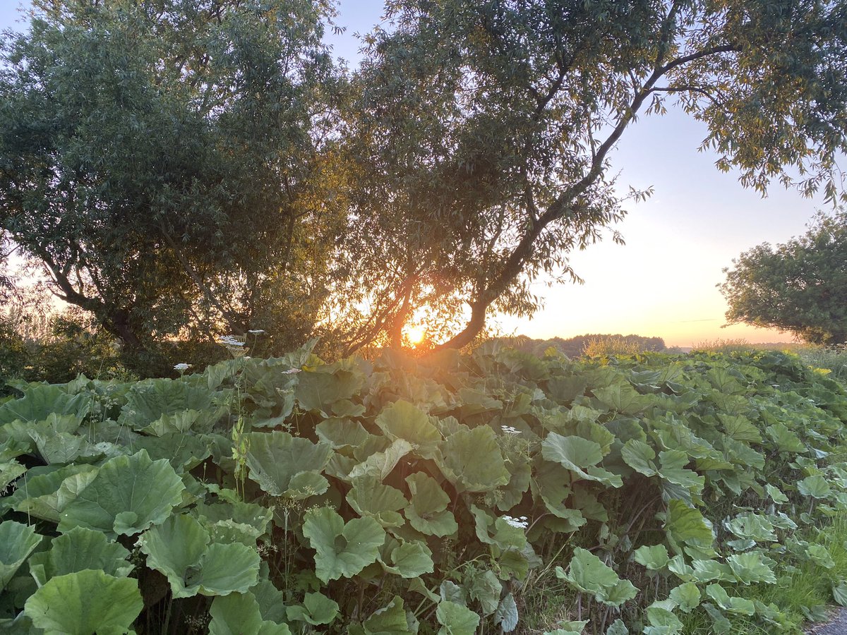feel_paul's tweet photo. #itsgrimupnorth #evening #exercise #stroll #photo #distraction #rural #lifestyle @RamblersGB #countryside #wild #vegitation  #makeithappen #keepitcountry #farawayfromthemaddingcrowd with #borderterrier #godsowncounty #highcatton @sbib_bloom @East_Riding @Welcome2Yorks #Yorkshire https://t.co/HaQKR7dqq7