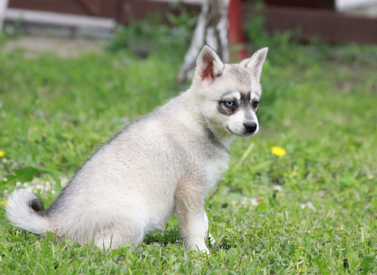 CVMF1's tweet image. Buffy is on her way 🐺💕@Daniel_Shorley #minihusky #alaskankleekai #kleekaipuppy