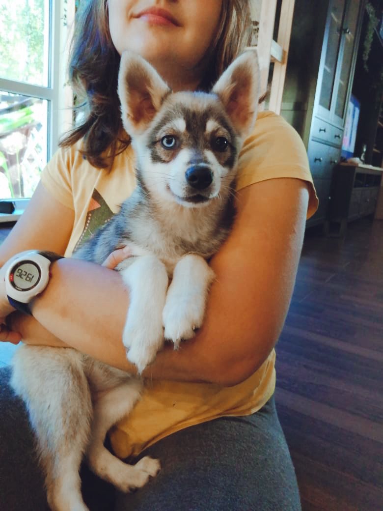 CVMF1's tweet image. Buffy is on her way 🐺💕@Daniel_Shorley #minihusky #alaskankleekai #kleekaipuppy