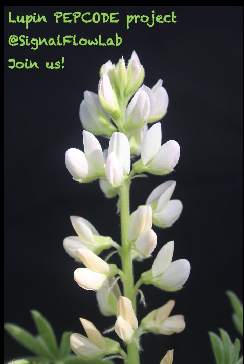 📢 The small little lab is growing 🥳 got funding from <a href="/AgEInves/">Agencia Estatal de Investigación</a> to develop the Lupin PEPCODE project <a href="/UV_EG/">Universitat València</a> Looking for PhD candidates to join us and enjoy science! Get in touch! RT 🙏