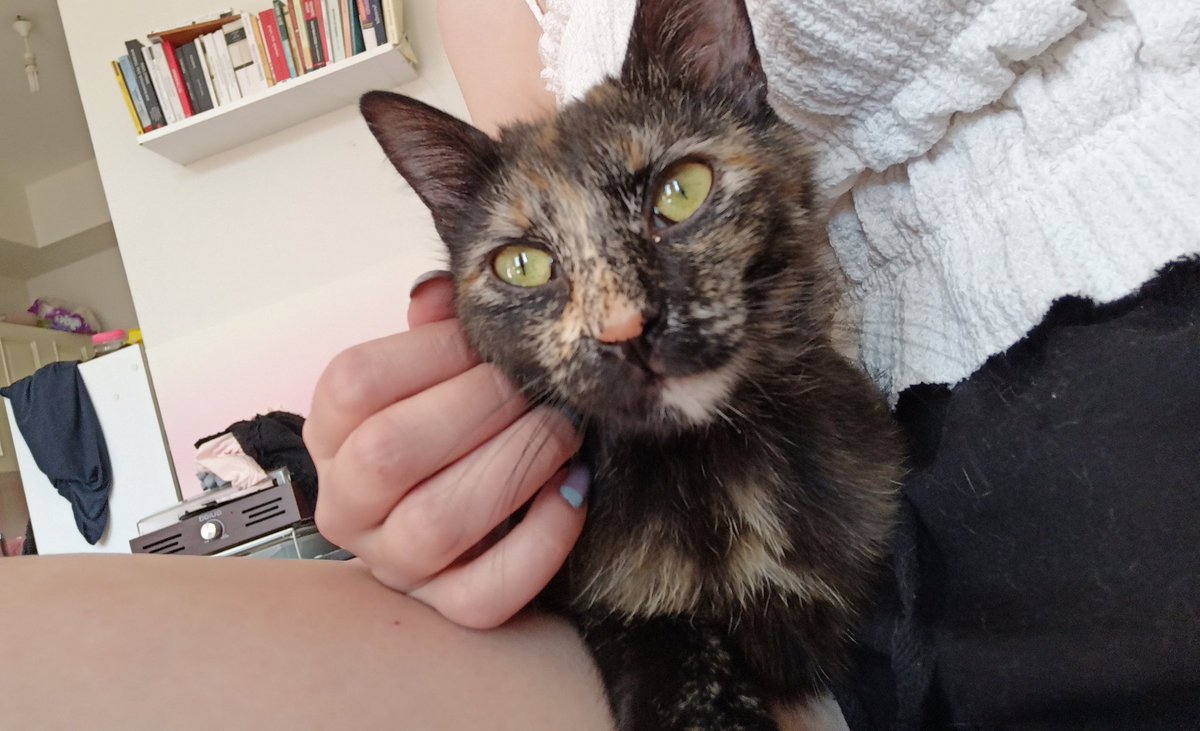 malesef bihter için son kez ilan açıyorum. İstanbul. Petnakil yapabilirim başka illere. 9 aylık iç dış parazitleri yapılı kısır değil ama kısırlaştırılacak. 5 aylıkken hamile kalıp anne oldu, çocuklara bakamadi sonra hastalandı bu süreçte çok zayıfladı, şuan iyi