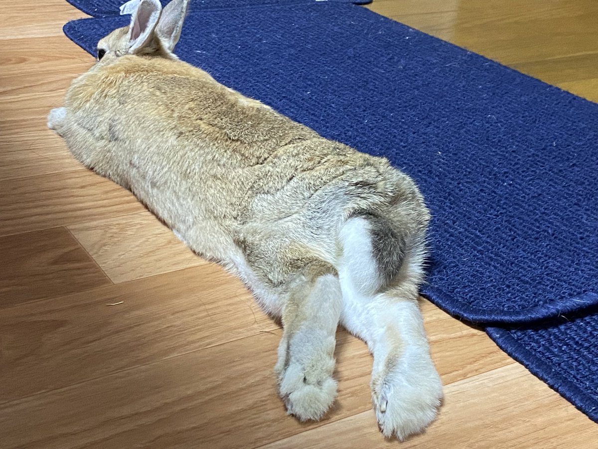 Top Tweets For 雑種うさぎ Instalker