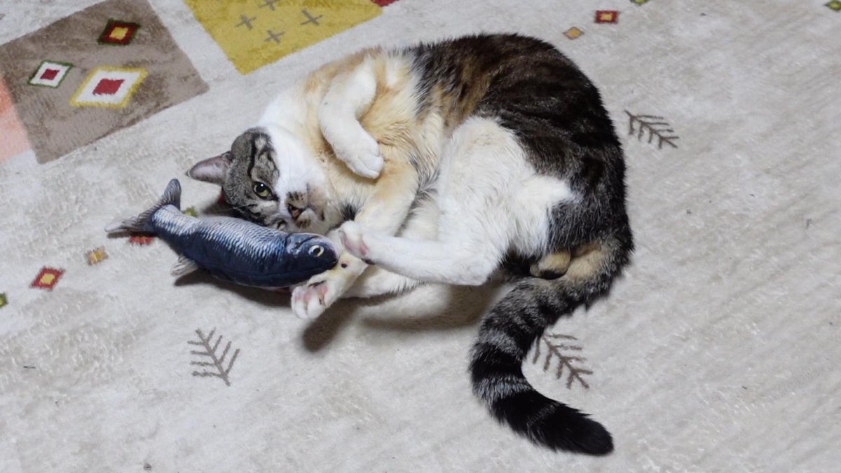 ねこのリキちゃん Rikichan Yt Twitter