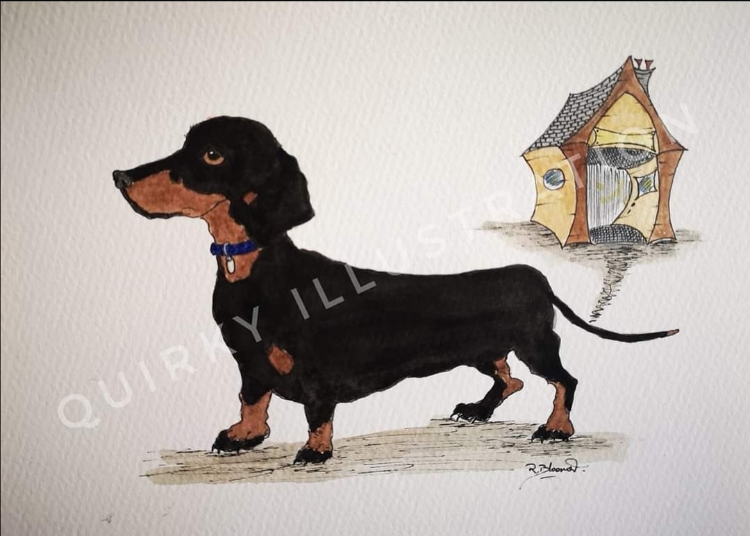 Away to its new home Quirky Louie the dachshund 😊🐶🐾