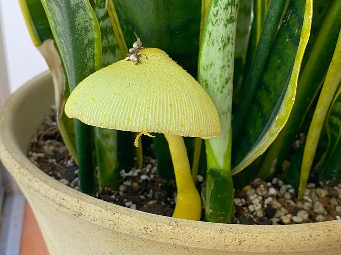 鉢植えの観葉植物にきのこが生えた 原因や植え替え 環境改善による対策方法を紹介 暮らし の