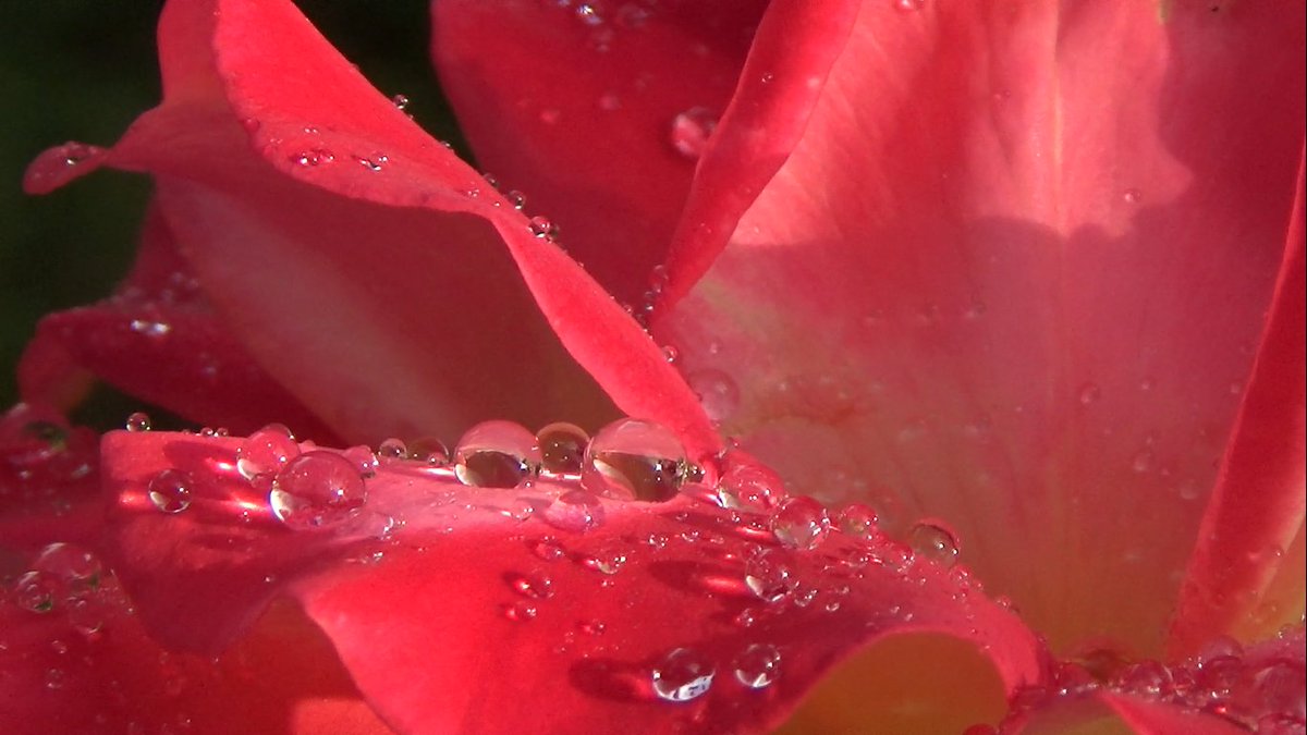 Baccalus1's tweet photo. No art will grant me more delight that an unexpected phenomenon in a garden. If you tune your perception to the wonders of nature.
Today's photos.
Don't let yourself and your children not see this. Let the sacred flame burn.
#NatureBeauty #NaturePhotography #NaturalSplendor https://t.co/VKMSOpz2QG