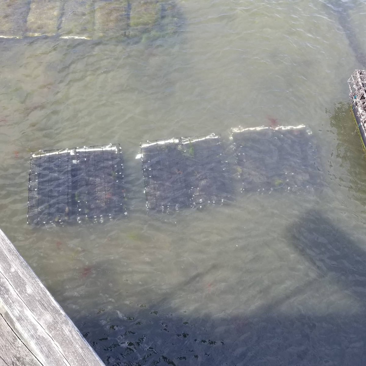 Second project being deployed today. #RISeaGrant #Oyster #Breeding Study. Collaborations with #URI , #USDA , &amp; #NCState , check out the #SeaGrantwebsite for more info.
#Aquaculture #Shellfish #Oysters #research #RI #MtHopeBay #NarragansettBay @rwu_shellfish_program <a href="/rwusciences/">rwusciences</a>