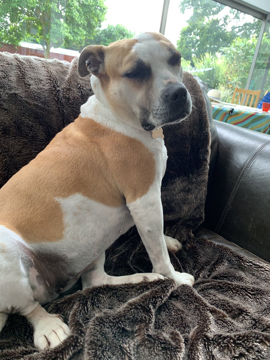 Nicola 🏴󠁧󠁢󠁷󠁬󠁳󠁿🏊‍♀️☕️🐶 tweet media