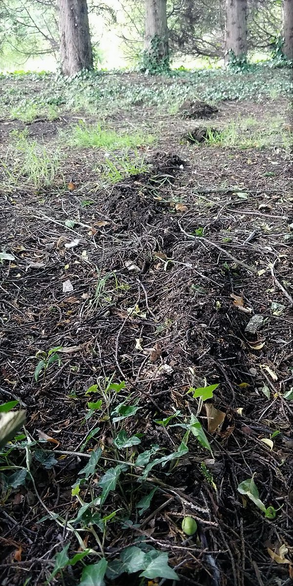 A cartoon mole seems to have moved into our garden.