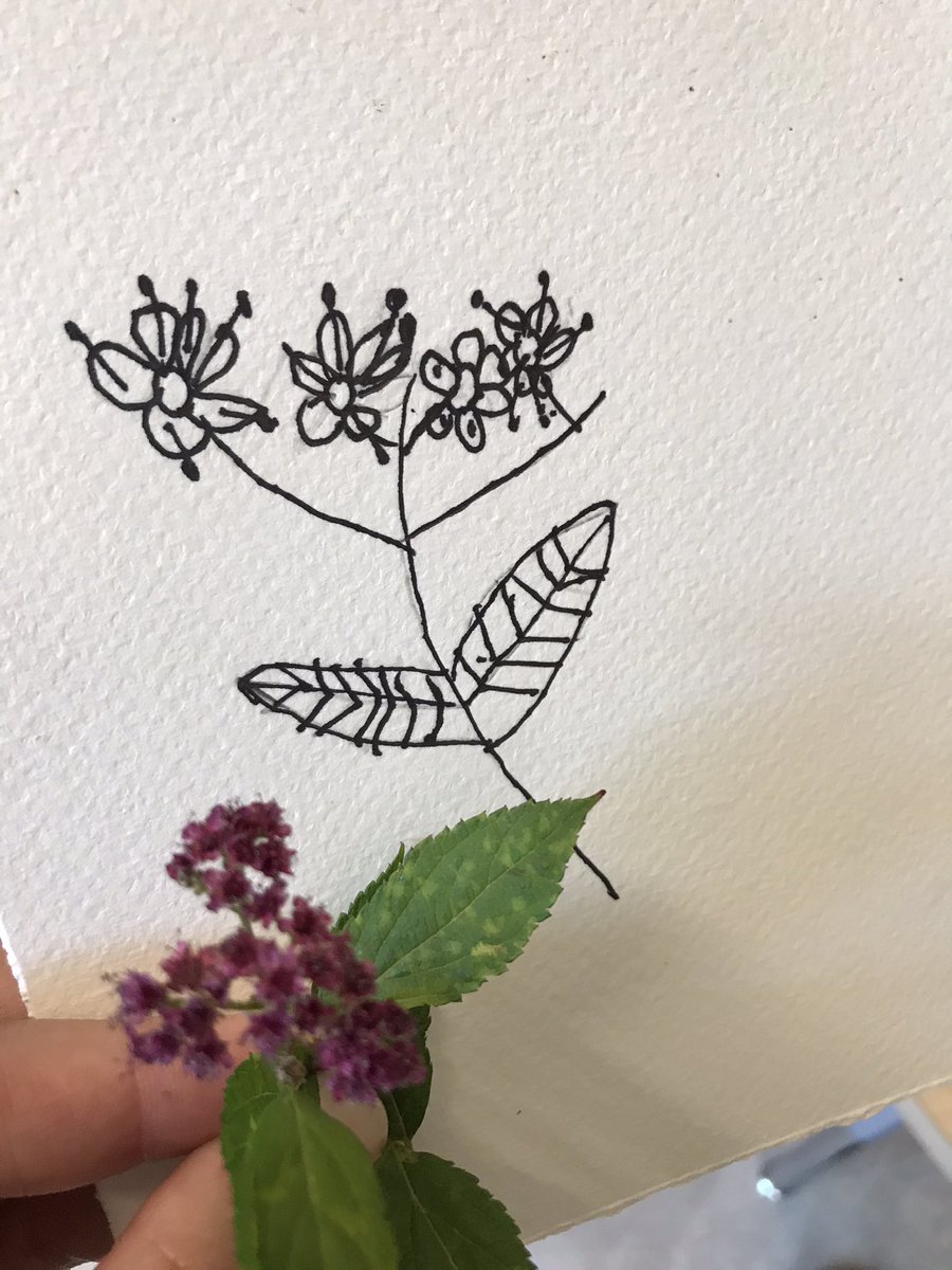 HinderYYC's tweet photo. Parting words for the year:
•walk gently
•take only what you need
•harvest with care
•show reciprocity
Have a beautiful summer full of wonderment ☀️💗
@CJMCBE #cbeliteracy #CBeIndigenousEd #getputside https://t.co/oVYbtp6Llj