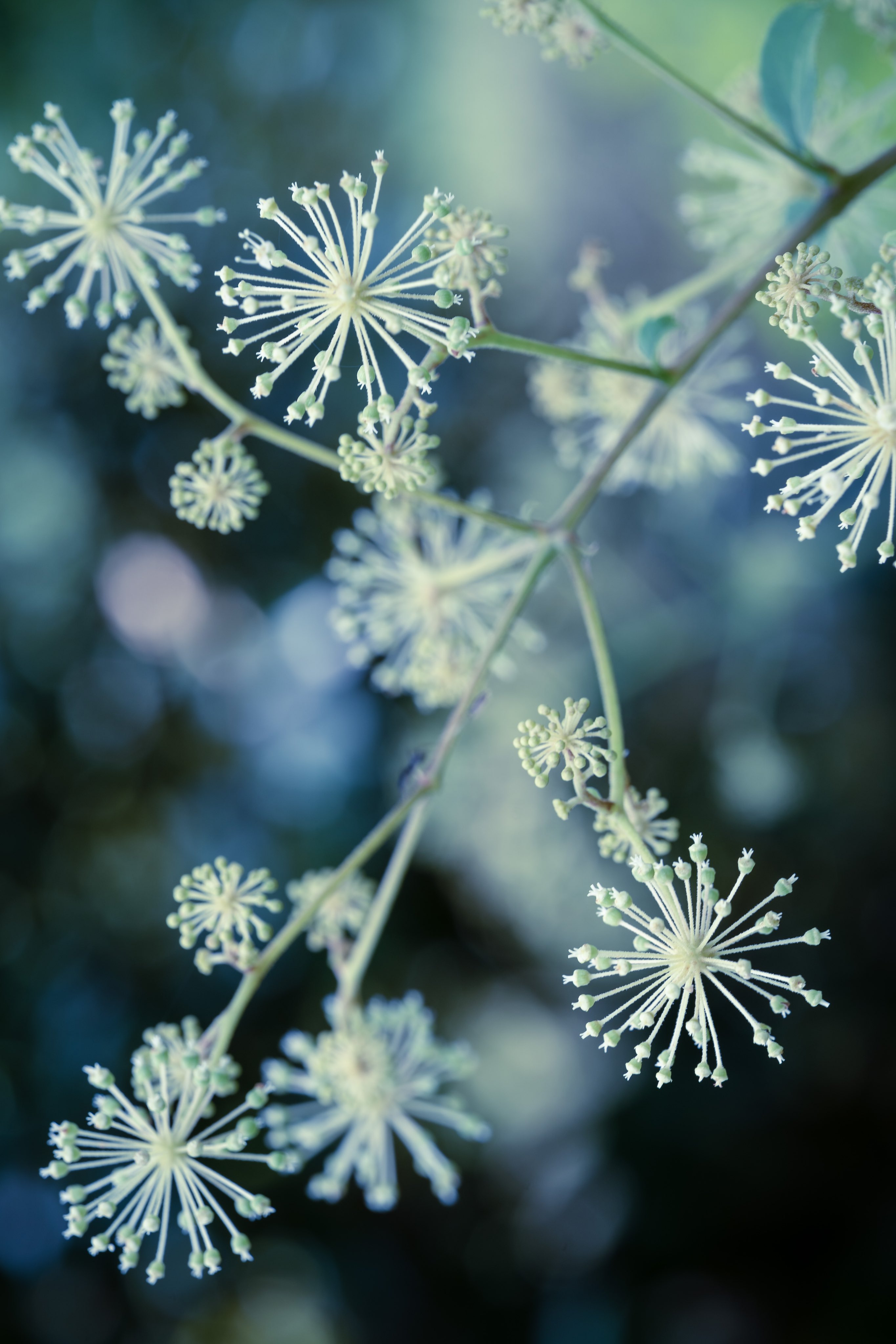 Takao ウド ウドの花が咲いていました 日本原産 ウコギ科 若い芽や茎は香りが強く山菜として食べられます 高度成長期には東京の上井草村 吉祥寺村が一大産地となって うどで蔵が建つ と言われたそうです 花言葉は 忘れてしまった思い出