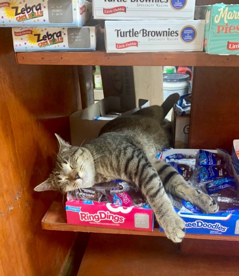 Bodegacats_'s tweet image. 