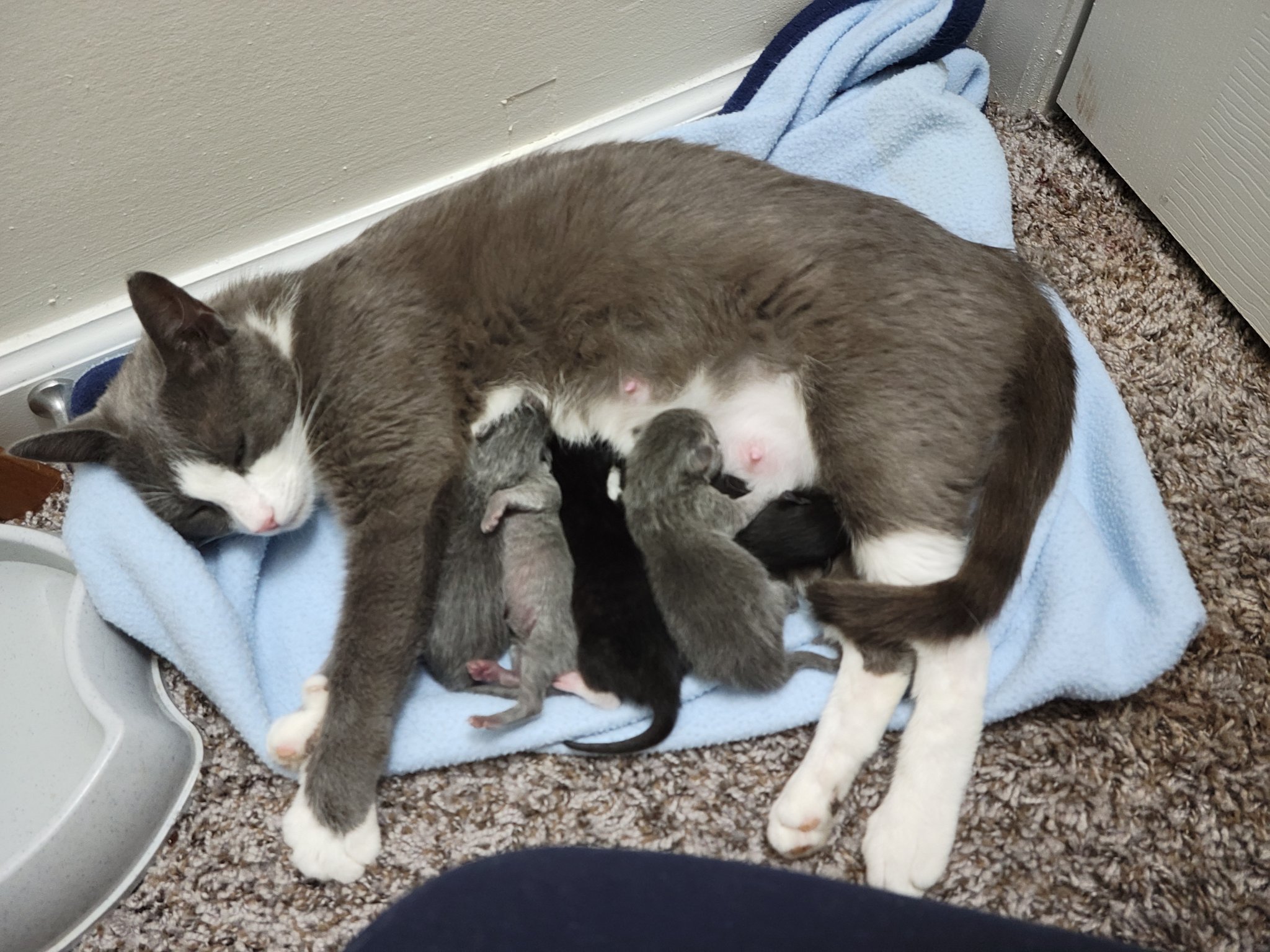 #queen #kittens #newbornbaby she's such a good mama https://t.co/7wLF5GZ2hn