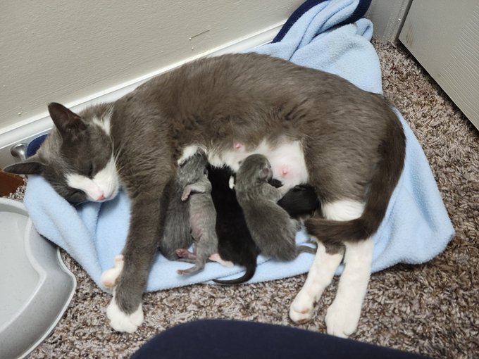 #queen #kittens #newbornbaby she's such a good mama https://t.co/7wLF5GZ2hn<a href="/tag/queen"class="tags">#queen</a><a href="/tag/kittens"class="tags">#kittens</a><a href="/tag/newbornbaby"class="tags">#newbornbaby</a>